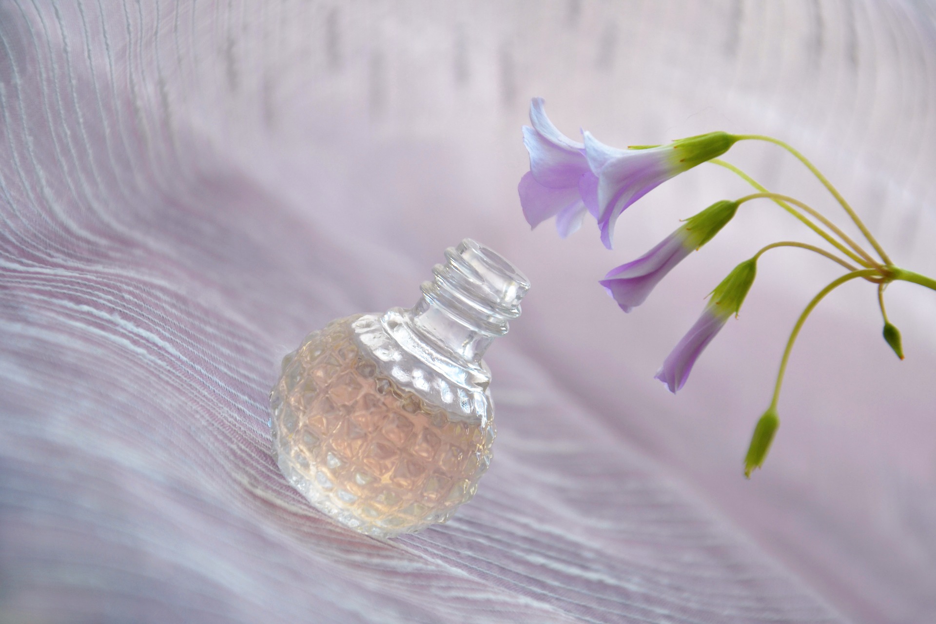 Cerruti 1881 – cena, rodzaje i zapachy wód perfumowanych